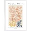 Magic of Coral Reefs kép