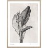 Canna indica leaves kép