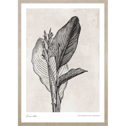 Canna indica leaves kép