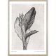 Canna indica leaves kép