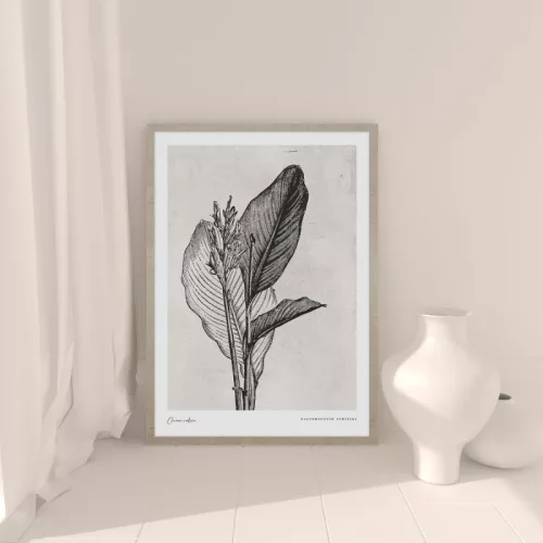 Canna Indica leaves picture