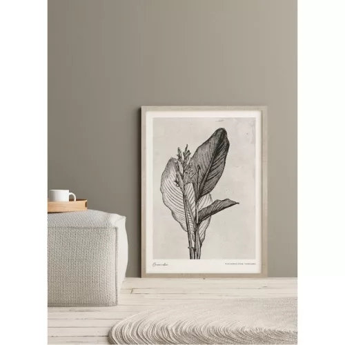 Canna Indica leaves picture