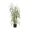 Grass plant
