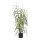 Grass plant