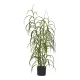 Grass plant