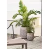 Grass plant