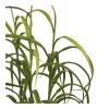Grass plant