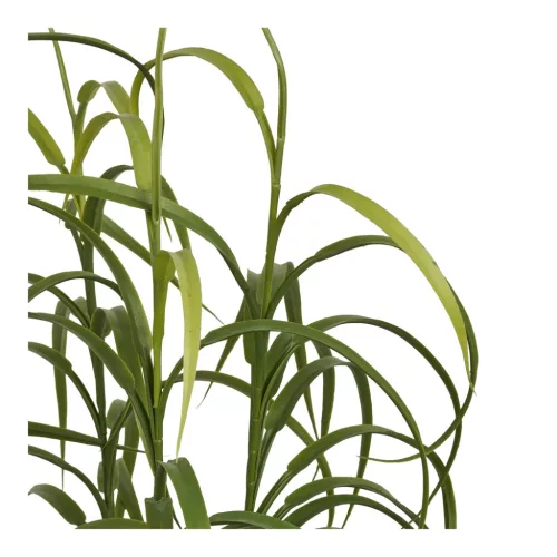 Grass plant