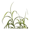 Grass plant