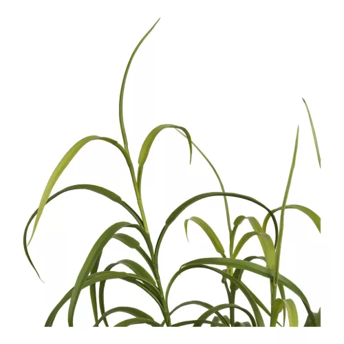 Grass plant
