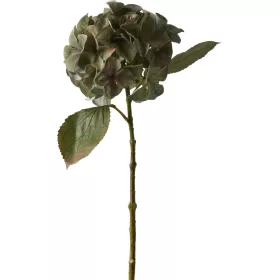 Hortensia 2026 műnövény