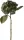 Hortensia 2026 műnövény