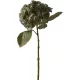 Hortensia 2026 műnövény