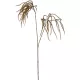 Amaranthus műnövény
